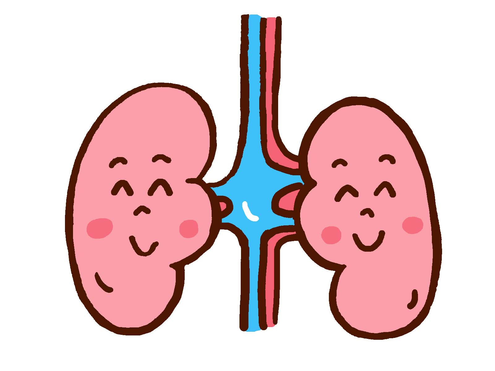 腎臓ってどんな働きをしてるか知っていますか？
